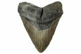 Beastly Fossil Megalodon Tooth - North Carolina #328403-1